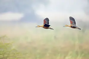 Javanica: Lesser Whistling Duck - in flight