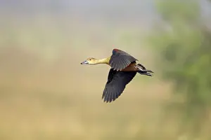 Javanica: Lesser Whistling Duck - in flight