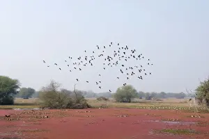 Javanica: Lesser Whistling Duck - in flight above marsh
