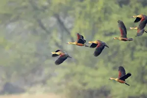 Javanica: Lesser Whistling Duck - flock landing