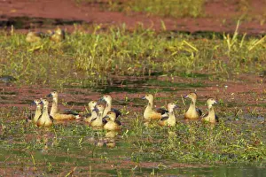 Javanica: Lesser Whistling Duck - in water on marshland