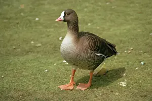 Erythropus: Lesser White-fronted Goose
