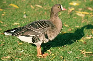 Wolfgang Wagner: LESSER WHITE-FRONTED GOOSE