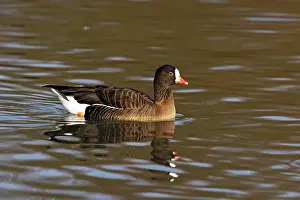 Erythropus: Lesser White-Fronted Goose