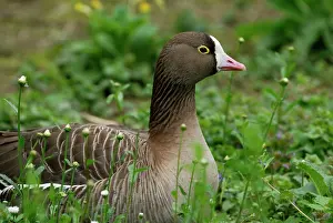 Erythropus: Lesser White Fronted Goose