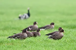 Lauwersmeer: Lesser white-fronted Goose