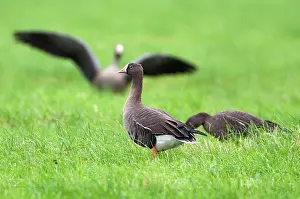 Lauwersmeer: Lesser white-fronted Goose
