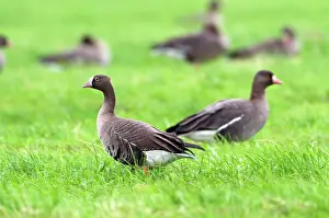 Lauwersmeer: Lesser white-fronted Goose