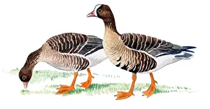 Erythropus: Lesser white-fronted Goose