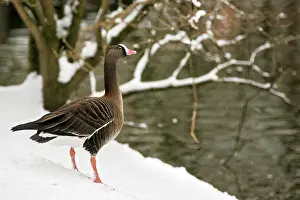 Erythropus: Lesser White-fronted Goose - Captive