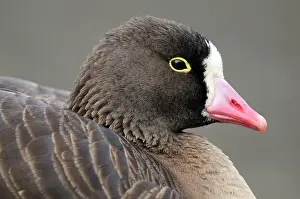 Giacomo Radi: Lesser White-fronted Goose - close-up of head
