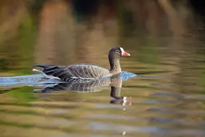 Erythropus: Lesser White Fronted Goose - in winter
