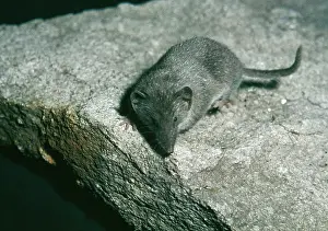 Shrews: Lesser White Toothed / Scilly Shrew