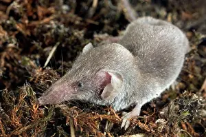 Shrews: Lesser white-toothed shrew