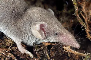Shrews: Lesser white-toothed shrew