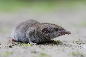 Shrews: Lesser white-toothed shrew (Crocidura suaveolens)