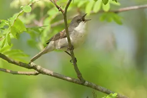 Whitethroat: Lesser Whitethroat