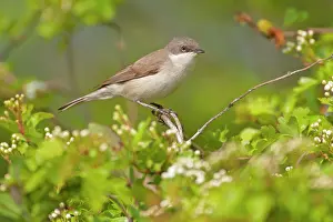 Atricapilla: Lesser Whitethroat