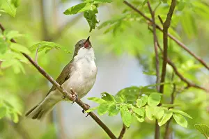 Atricapilla: Lesser Whitethroat