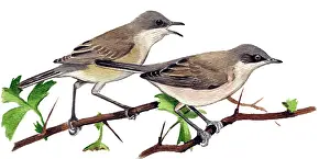 Whitethroat: Lesser Whitethroat