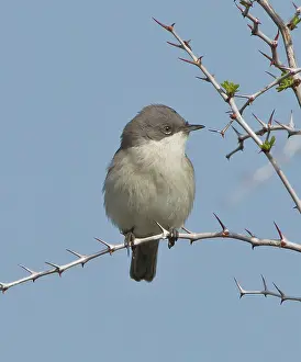 Whitethroat: Lesser Whitethroat - April