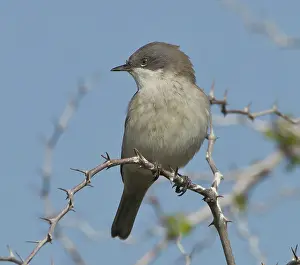 Whitethroat: Lesser Whitethroat - April