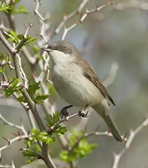 Whitethroat: Lesser Whitethroat - April