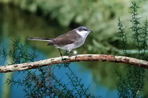 Whitethroat: LESSER WHITETHROAT - on branch