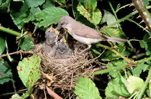 Jack Bailey: Lesser Whitethroat - female at nest feeding young