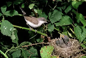 Whitethroat: Lesser WHITETHROAT - Male