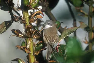 Whitethroat: Lesser Whitethroat - October