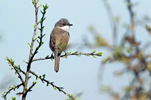 Whitethroat: Lesser Whitethroat - perched on Sloe Thorn bush