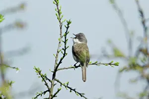 Whitethroat: Lesser Whitethroat - perched on Sloe Thorn bush singing