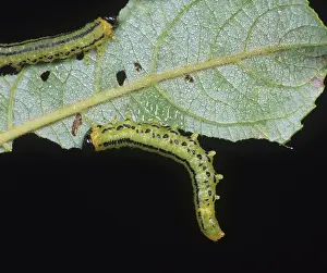 Sawfly: Lesser willow sawfly larvae