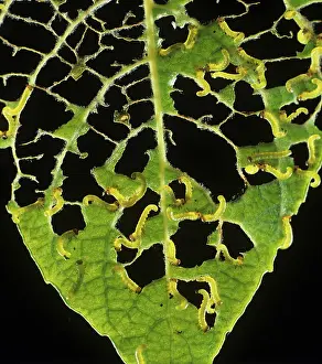 Salix: Lesser willow sawfly larvae on willow leaf