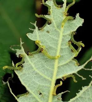 Salix: Lesser willow sawfly larvae on willow leaf