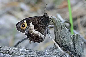 Grayling: Lesser Woodland Grayling