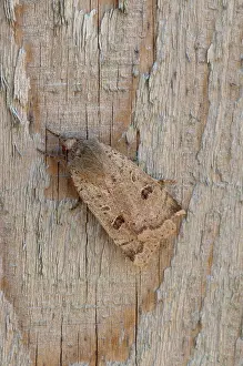 Underwing: Lesser Yellow Underwing - resting on fence panel
