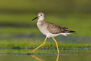 Yellowlegs: Lesser Yellowlegs