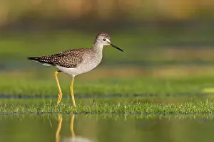 Yellowlegs: Lesser Yellowlegs
