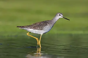 Yellowlegs: Lesser Yellowlegs