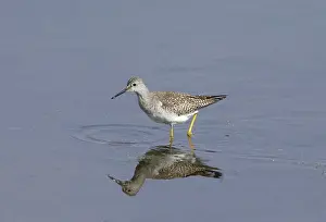 Yellowlegs: Lesser Yellowlegs