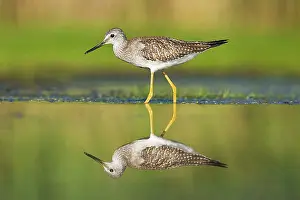 Yellowlegs: Lesser Yellowlegs