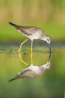 Yellowlegs: Lesser Yellowlegs