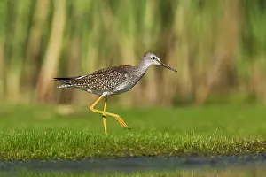 Yellowlegs: Lesser Yellowlegs