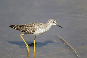 Yellowlegs: Lesser Yellowlegs