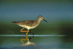Yellowlegs: Lesser Yellowlegs
