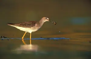 Yellowlegs: Lesser Yellowlegs