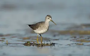 Tringa: Lesser Yellowlegs