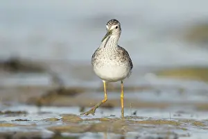 Tringa: Lesser Yellowlegs